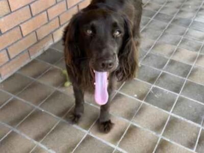 Reliable and trustworthy pet sitter