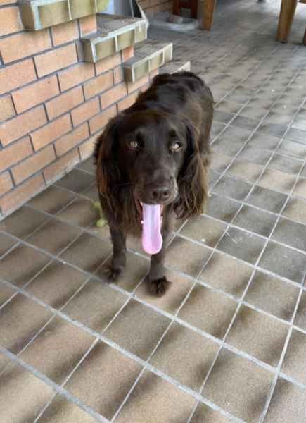 Reliable and trustworthy pet sitter