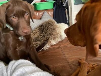 HOUSE SITTER/DOG WALKER