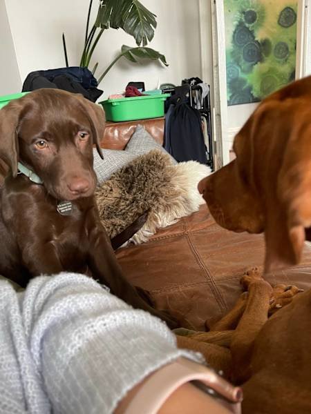 HOUSE SITTER/DOG WALKER