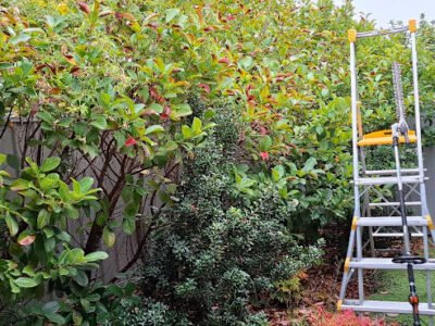 Landscaping & Garden Maintenance