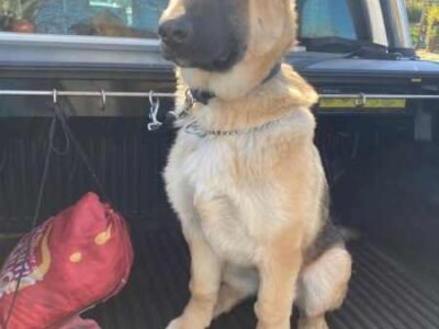 German Shepherd Training