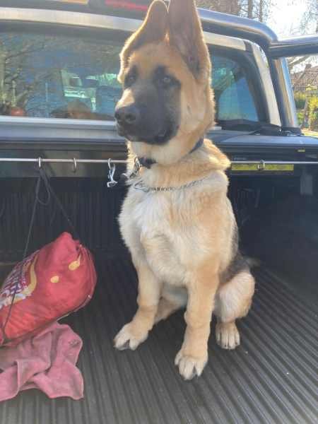 German Shepherd Training