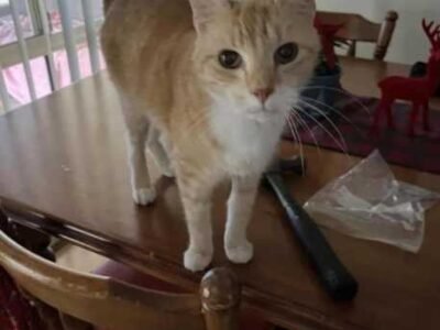 Reliable and trustworthy pet sitter