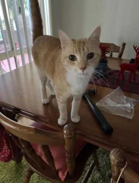 Reliable and trustworthy pet sitter