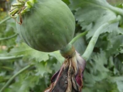 Inner Sense Intuitive Counselling Services