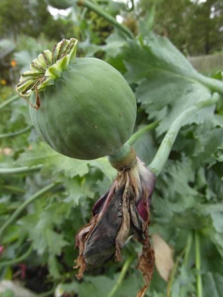 Inner Sense Intuitive Counselling Services