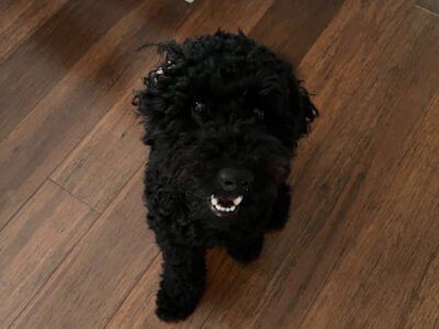 Reliable and trustworthy pet sitter