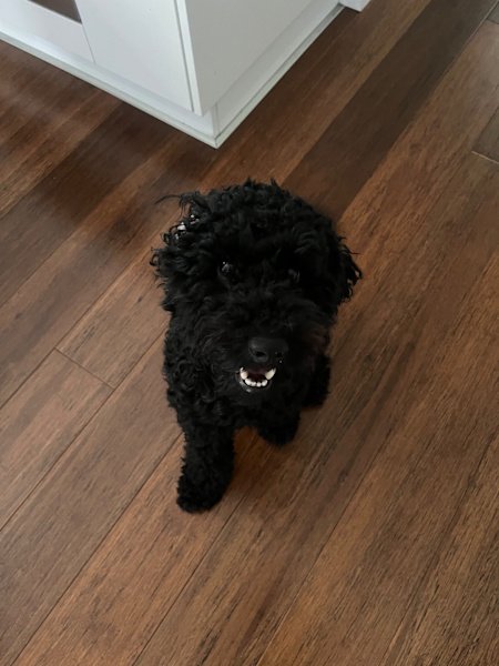 Reliable and trustworthy pet sitter