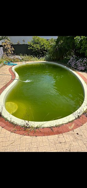 Pool Cleaning Service and Maintenance $85