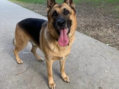 HOUSE SITTER/DOG WALKER