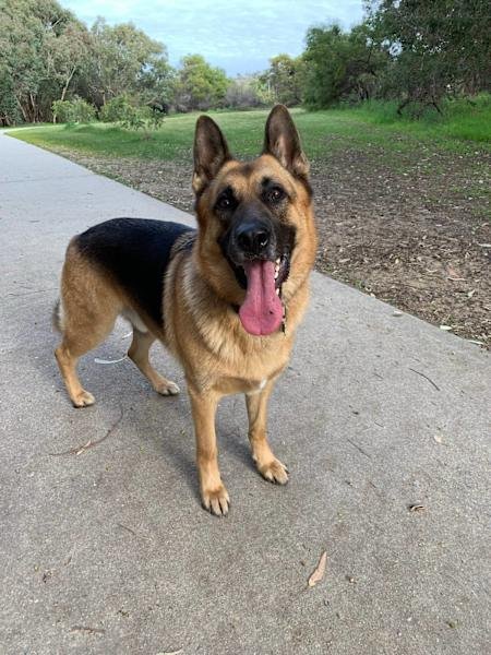 HOUSE SITTER/DOG WALKER