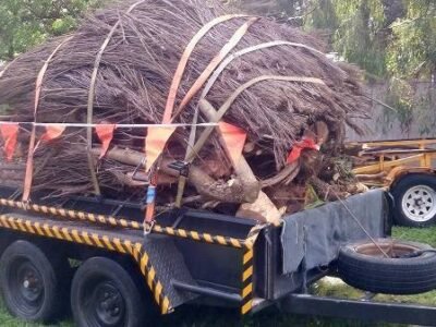 Gardens, trees & property clean-up