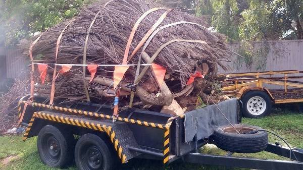 Gardens, trees & property clean-up