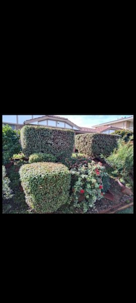 GARDENING WEEDING LAWN MOWING CHAINSAW WORK