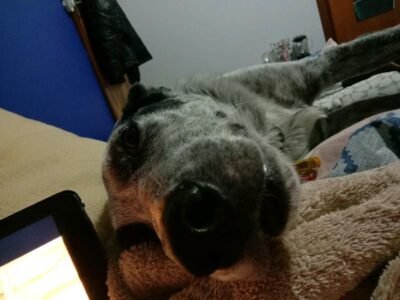 Need a last minute pet sitter / house sitter /dog sitter?