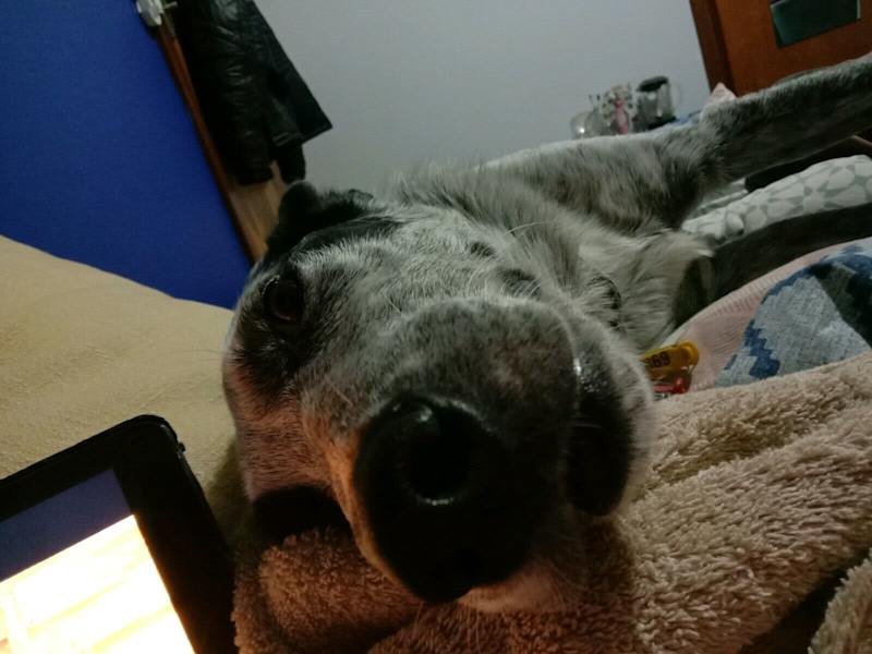 Need a last minute pet sitter / house sitter /dog sitter?