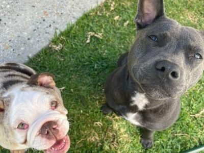 HOUSE SITTER/DOG WALKER