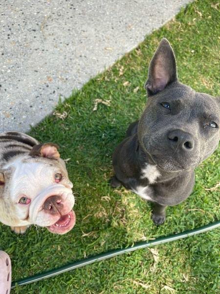 HOUSE SITTER/DOG WALKER