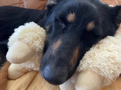 HOUSE SITTER/DOG WALKER