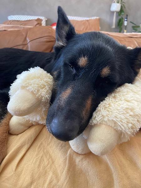 HOUSE SITTER/DOG WALKER