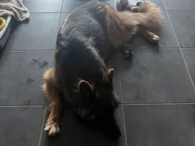 Reliable and trustworthy pet sitter