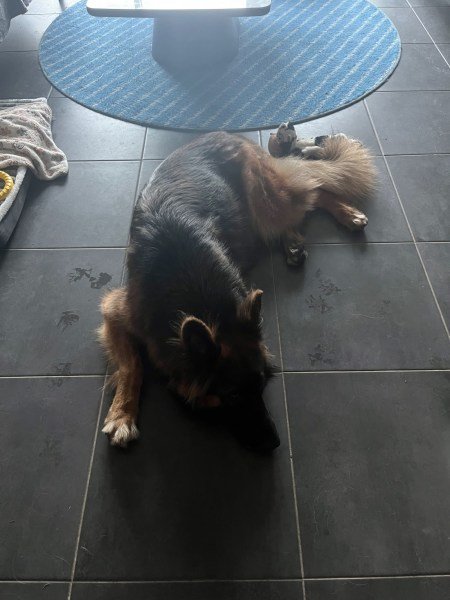 Reliable and trustworthy pet sitter