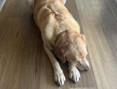 Reliable and trustworthy pet sitter