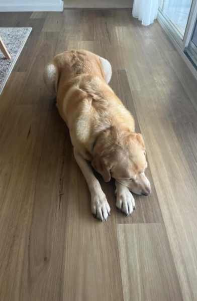 Reliable and trustworthy pet sitter