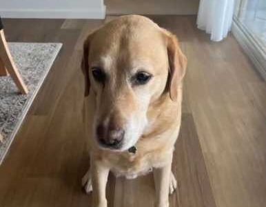 Reliable and trustworthy pet sitter