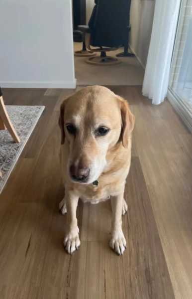 Reliable and trustworthy pet sitter