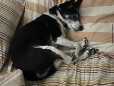 Reliable and trustworthy pet sitter