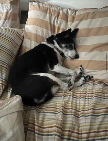 Reliable and trustworthy pet sitter