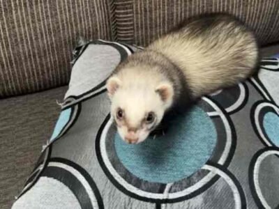 Reliable and trustworthy pet sitter