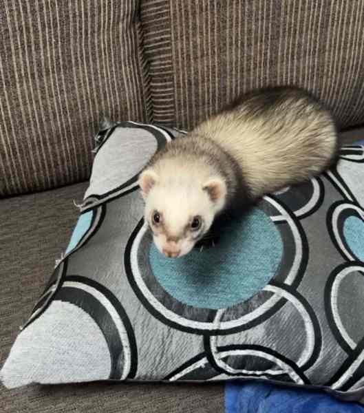 Reliable and trustworthy pet sitter