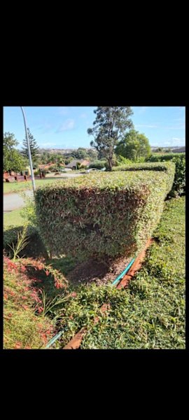 GARDENING WEEDING LAWN MOWING CHAINSAW WORK