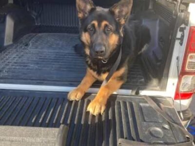 German Shepherd Training