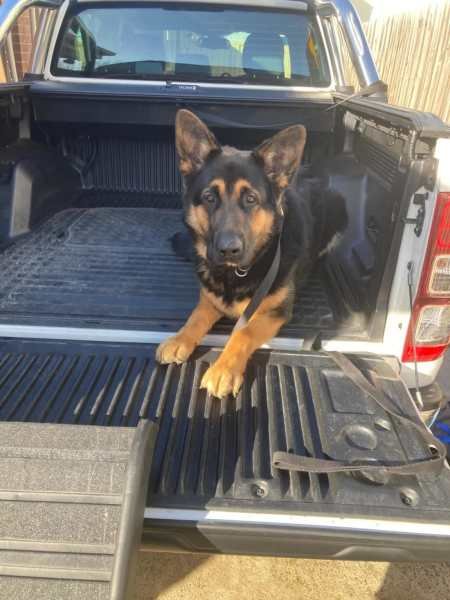 German Shepherd Training