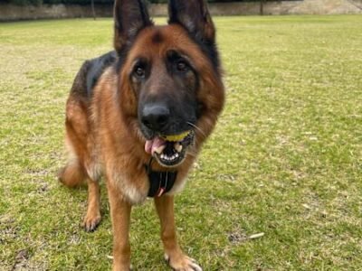 HOUSE SITTER/DOG WALKER