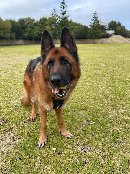 HOUSE SITTER/DOG WALKER