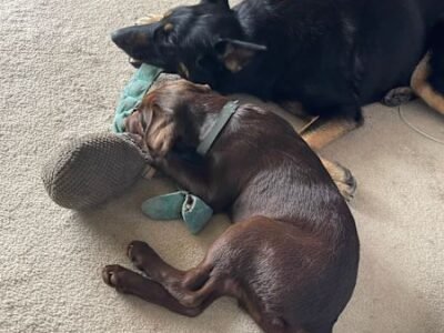 HOUSE SITTER/DOG WALKER