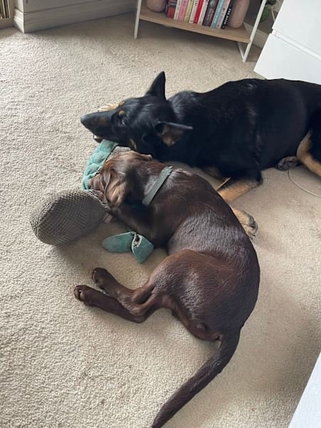 HOUSE SITTER/DOG WALKER