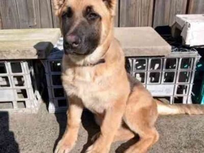 German Shepherd Training