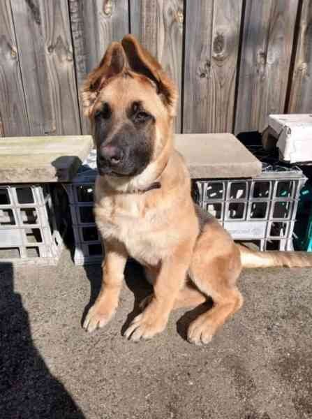 German Shepherd Training