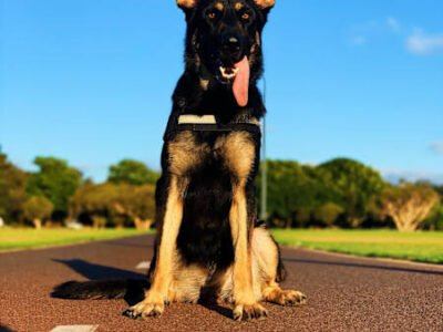 HOUSE SITTER/DOG WALKER