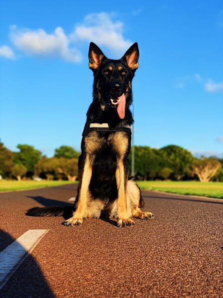 HOUSE SITTER/DOG WALKER