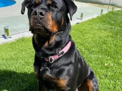 HOUSE SITTER/DOG WALKER