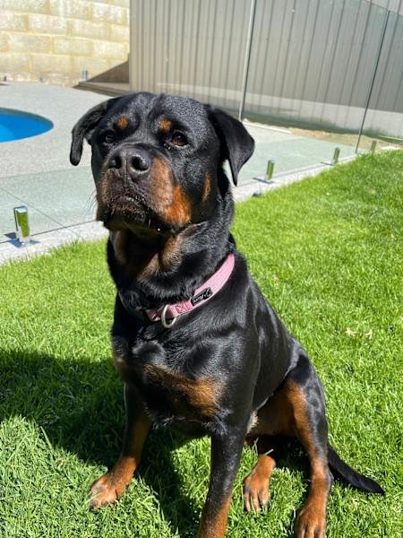 HOUSE SITTER/DOG WALKER