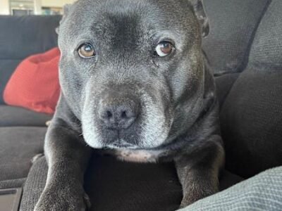 HOUSE SITTER/DOG WALKER