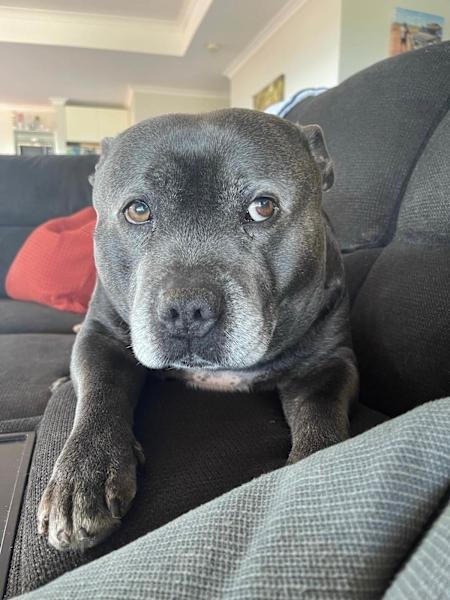 HOUSE SITTER/DOG WALKER